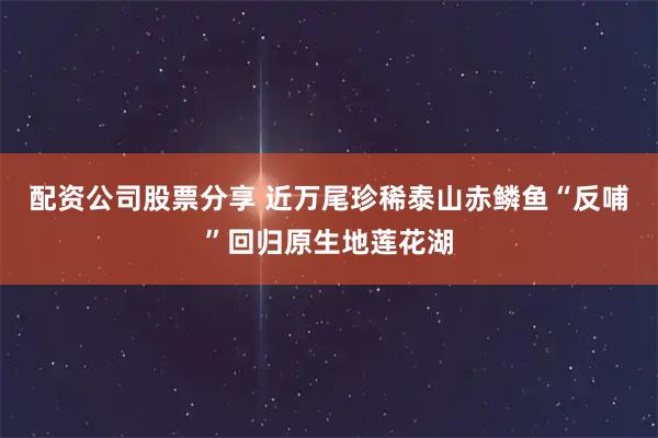 配资公司股票分享 近万尾珍稀泰山赤鳞鱼“反哺”回归原生地莲花湖
